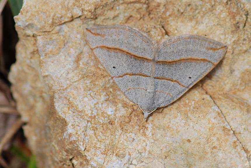 Da determinare - Scotopteryx  sp.